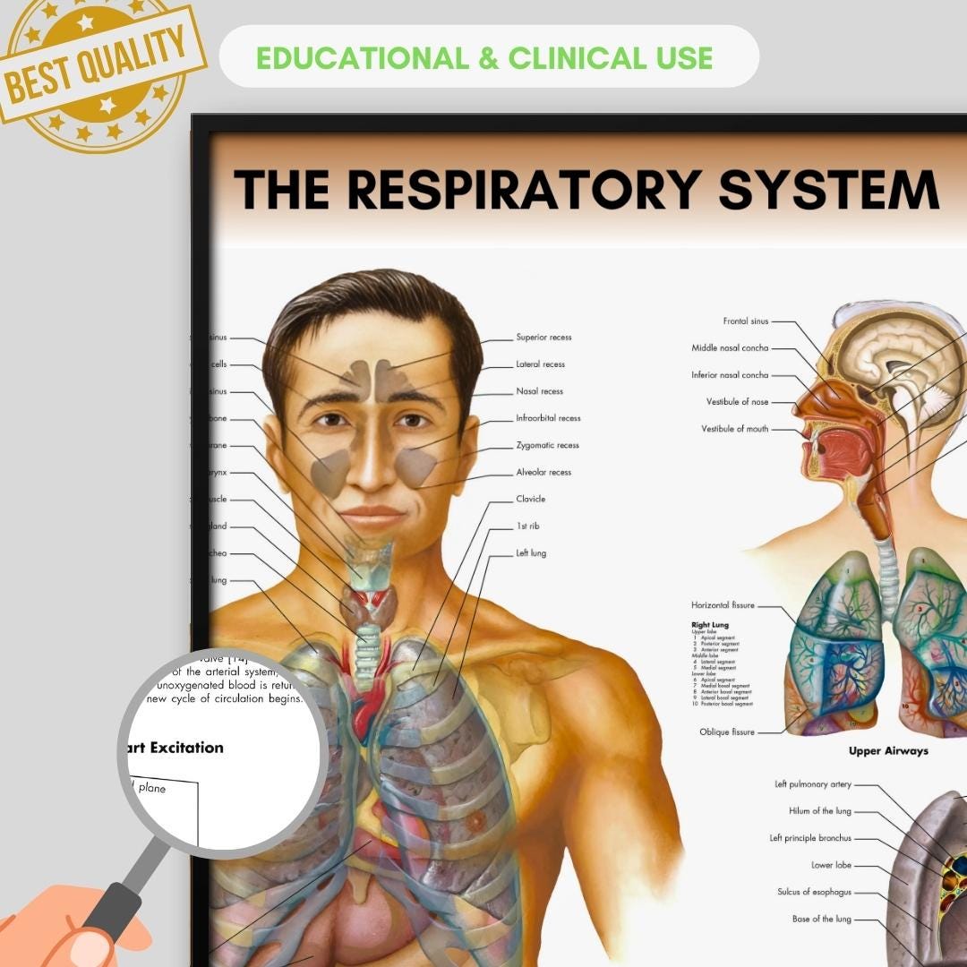 Respiratory System Anatomy Poster, Medical Student Biology Print ...