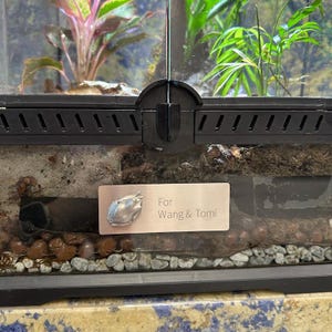 Custom White’s / Dumpy Tree Frog Vivarium Enclosure Nameplate – Premium Stainless Steel with Titanium Frog Detail & Adhesive Backing