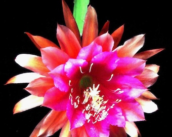 1 Cactus EPIPHYLLUM “Waikiki Rainbow” sin raíz, esqueje de más de 18 cm – Flor extragrande.