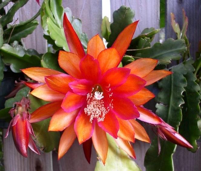 Epiphyllum clown - Etsy.de