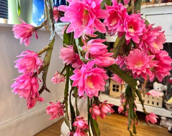 Epiphyllum Orchid Cactus “ Giant Empress” , Pink/ Peach  ,  Rooted 20cm+ Cutting ,  Large Flowers.