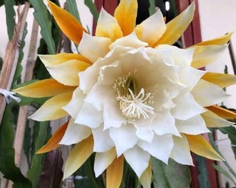 1 EPIPHYLLUM Cactus “Nada” Enraizado 20 cm+ ESQUEJE – Flor XL.