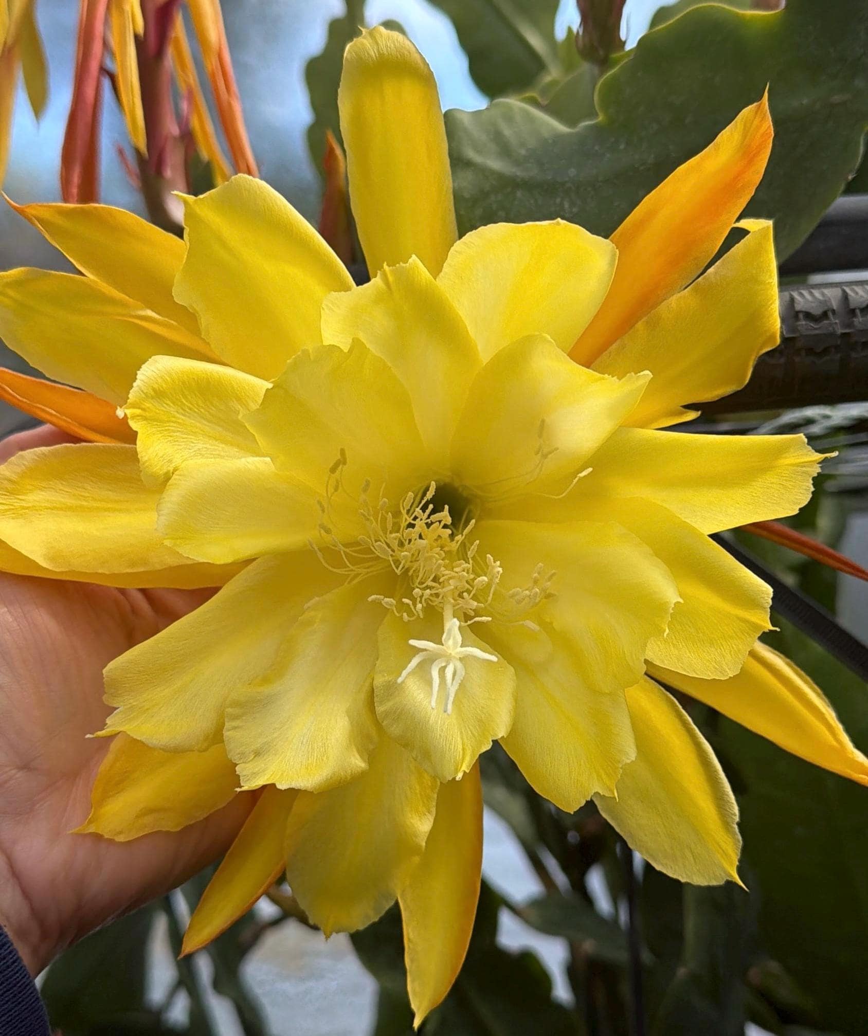 Epiphyllum yellow - Etsy.de