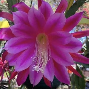 mammillaria microthele superfina Mammillaria Microthele - House Plants - Plant Shop main image 1