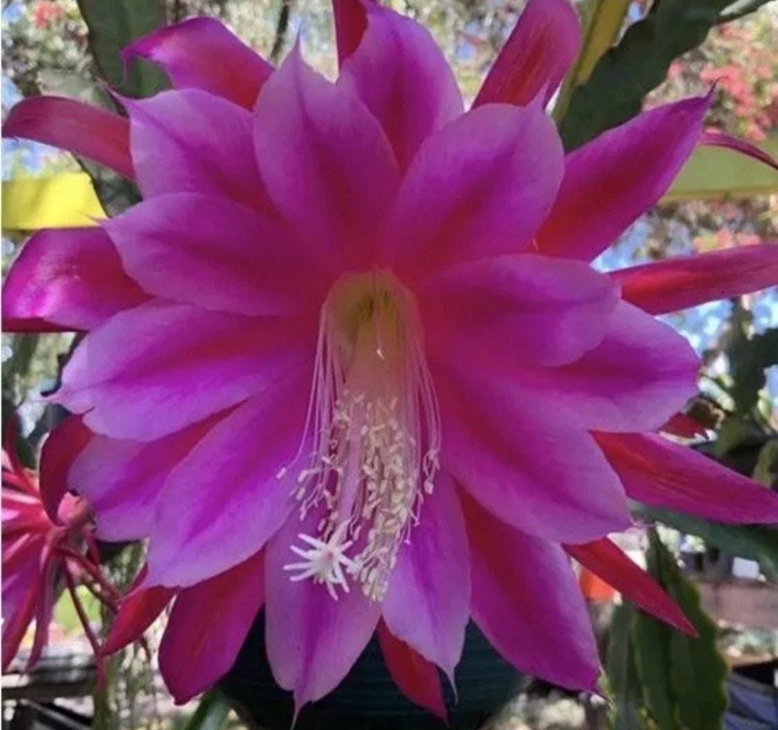 Chiapasia nelsonii | 's Weblog