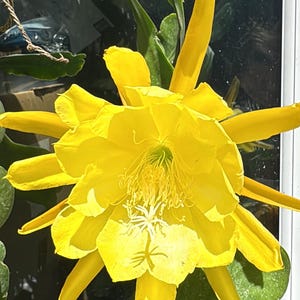 dracaena lemon lime pflege Lemon Lime Dracaena  Fragrance Plants and Flowers