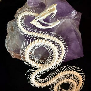 Könnte beinhalten: Ein komplettes Schlangenskelett mit intaktem Schädel und Wirbelsäule, das auf einem großen, grob geschnittenen Amethystkristall ausgestellt ist. Die Knochen sind cremeweiß, der Hintergrund ist schwarz.