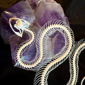 Preserved Snake Skeleton - White-Lipped Pit Viper - Real Snake - Oddities