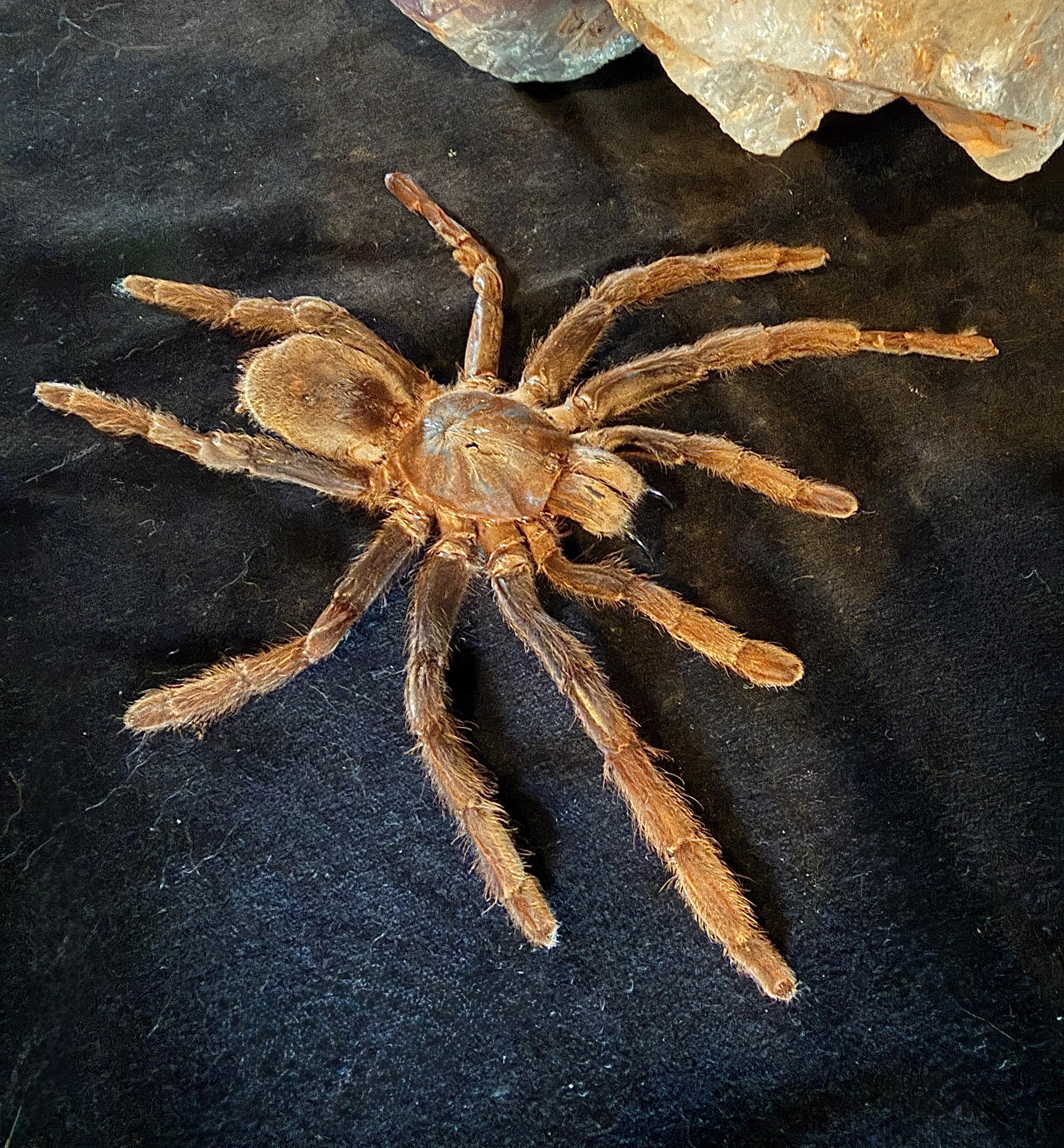 Tarantula Real Preserved Tarantula - Real Specimen - Oddities - Etsy