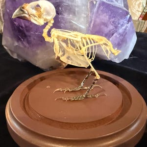 Puede incluir: Esqueleto de ave con estructura ósea detallada, incluyendo cráneo, caja torácica y patas. El esqueleto se exhibe sobre una base redonda de madera marrón. Una gran formación de cristal púrpura se encuentra en el fondo.