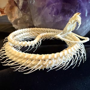 Preserved Snake Skeleton - White-Lipped Pit Viper - Real Snake - Oddities - Gothic