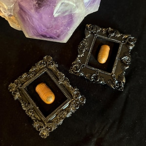 May include: Two black ornate picture frames with gold accents, each containing a brown, segmented, cylindrical object. The frames are on a black surface.