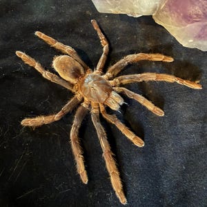 Preserved Tarantula  - Real Specimen - Oddities
