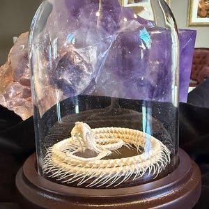 Preserved Snake Skeleton in Dome - White-Lipped Pit Viper - Real Snake - Oddities