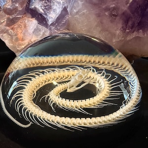 Può includere: Una cupola trasparente racchiude uno scheletro di serpente bianco arrotolato a spirale. Lo scheletro è dettagliato e intricato, con costole, vertebre e cranio visibili. La cupola poggia su una superficie nera.