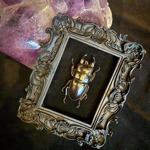 Stag beetle In small gothic frame - oddities - gothic