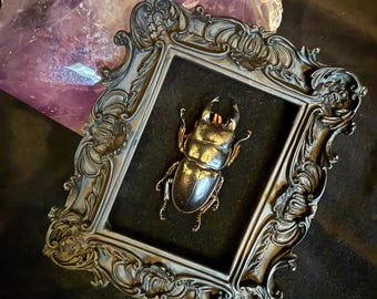Puede incluir: Un marco negro adornado con un paspartú de terciopelo oscuro muestra un escarabajo ciervo preservado con detalles dorados. El marco está colocado sobre un cristal de amatista púrpura.