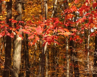 Fall Leaves Print, Autumn Photography, Red Leaf Photo, Woodland Forest Tree Decor,
