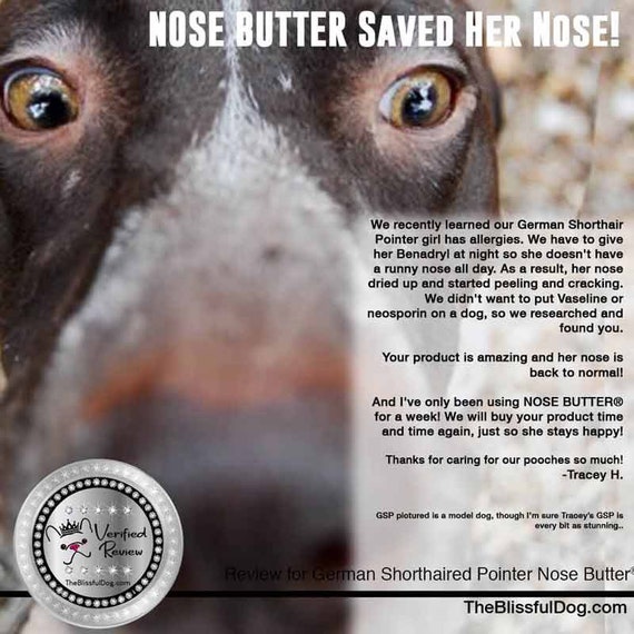 Can You Put Neosporin On A Dogs Nose