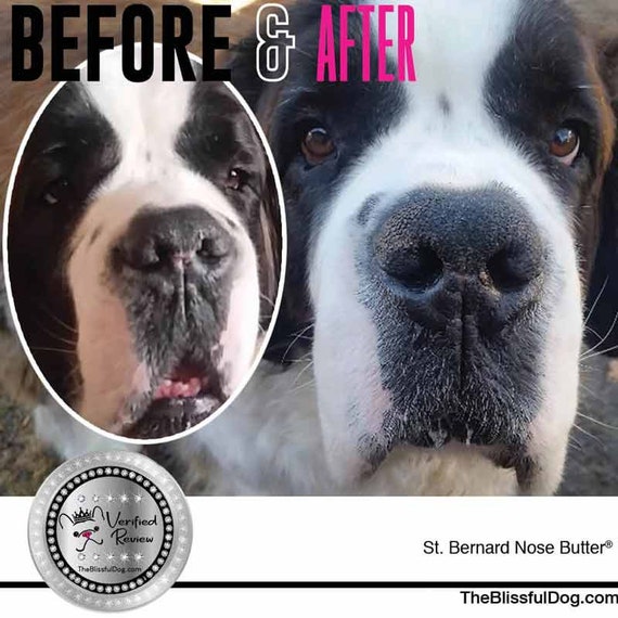 Shiba Inu Nose Butter Handcrafted All Natural Balm For Dry Cracked Crusty Dog Noses Several Sizes Of Tins Tubes Shiba Inu Label