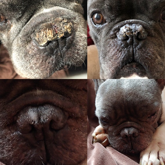 What Can I Put On My Bulldogs Nose