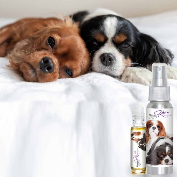 cavalier king charles spaniel separation anxiety