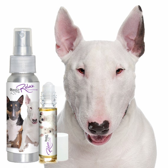 bull terrier separation anxiety