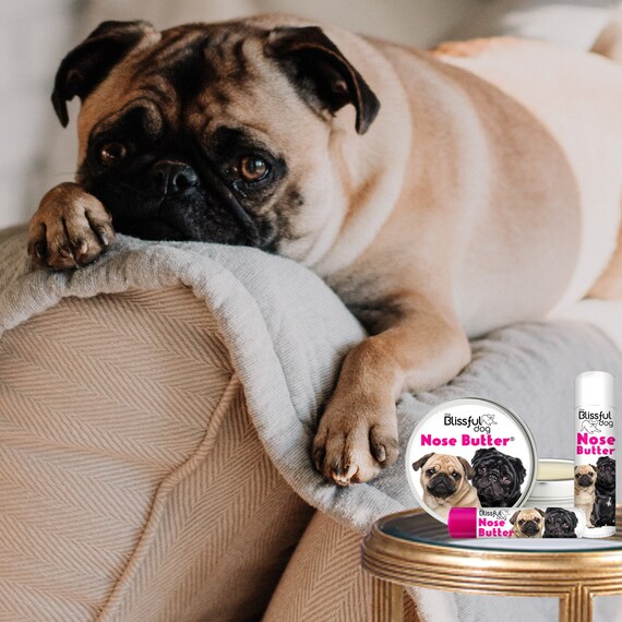 pug nose chinese dog