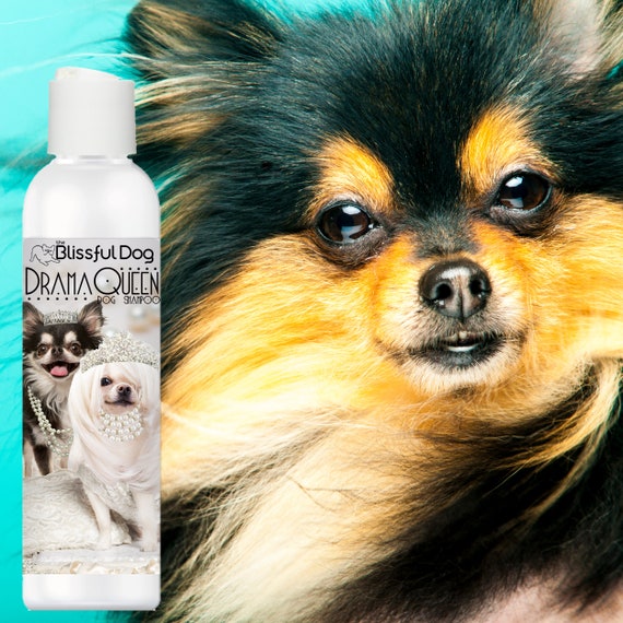Chihuahua Luxury Shampoo for Your Diva Dog Your Choice of PG Etsy