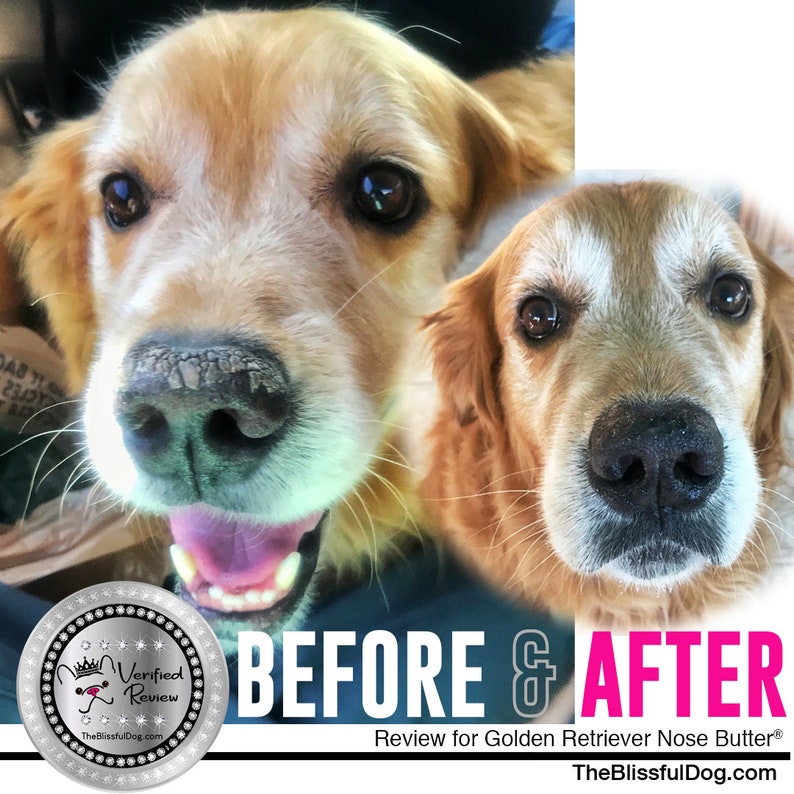 Golden Retriever Nose Butter® Handcrafted in Minnesota Using All Natural Balm for Crusty or Dry Dog Noses Tins & Tubes with Golden Label image 7