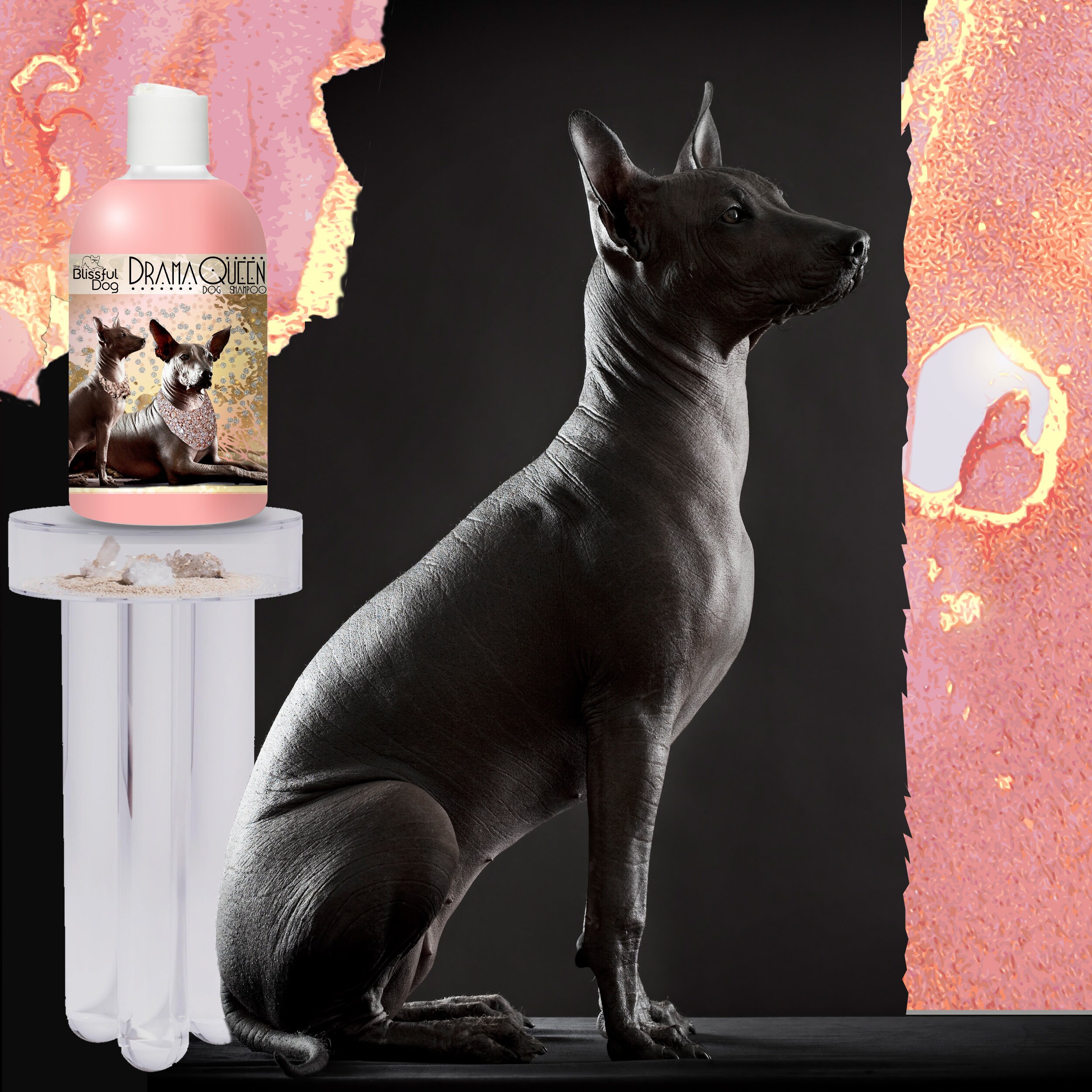 How Much Does A Mobile Xoloitzcuintli Groomer Cost