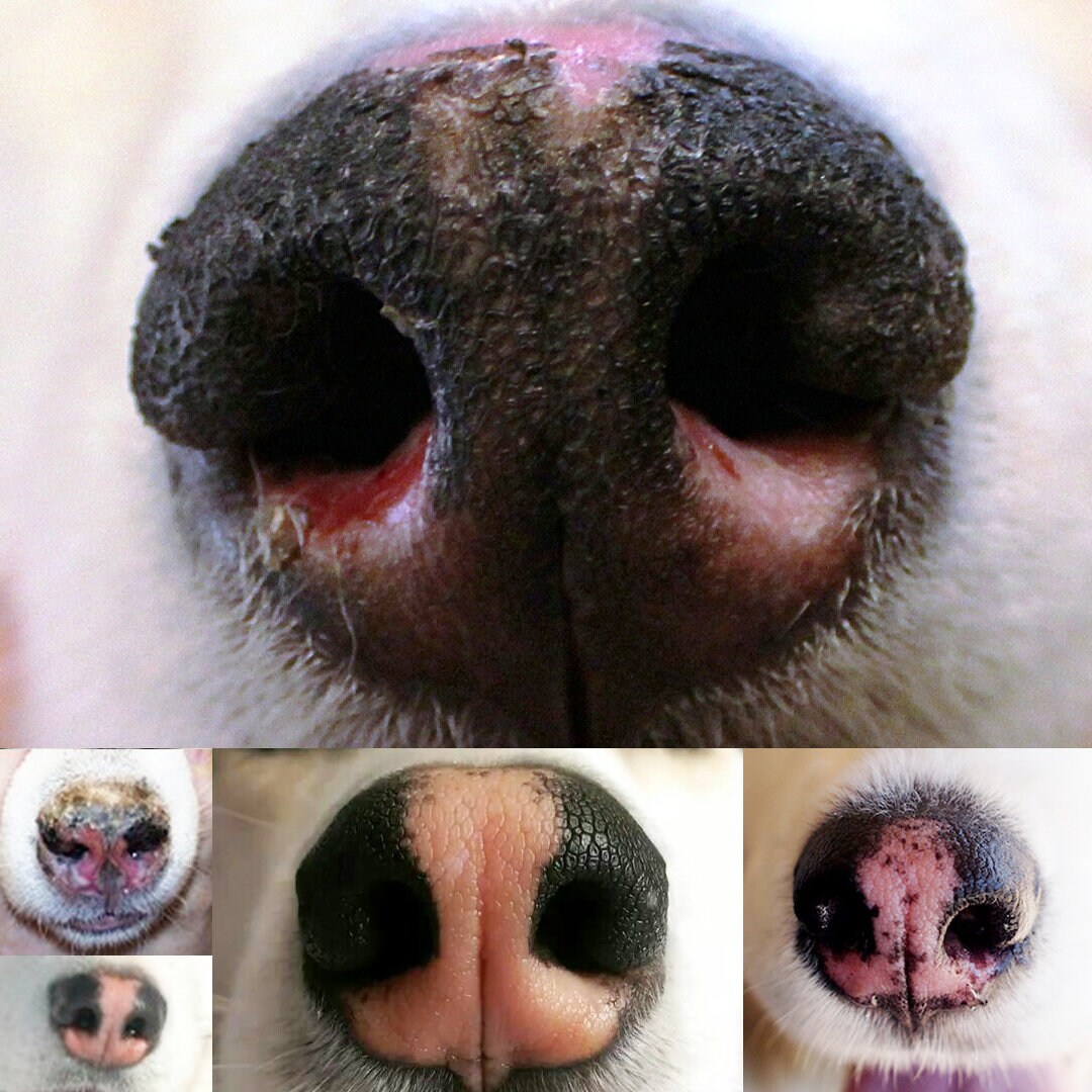 Siberian Husky Nose Butter Handcrafted in Minnesota Using All