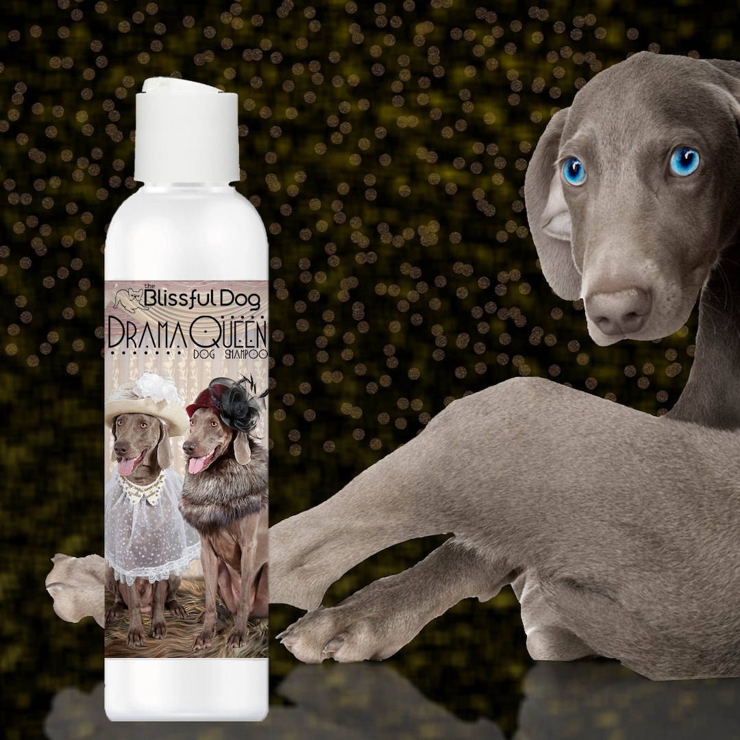 Weimaraner Rich Bitch or G-rated Drama Queen Dog Shampoo for Your