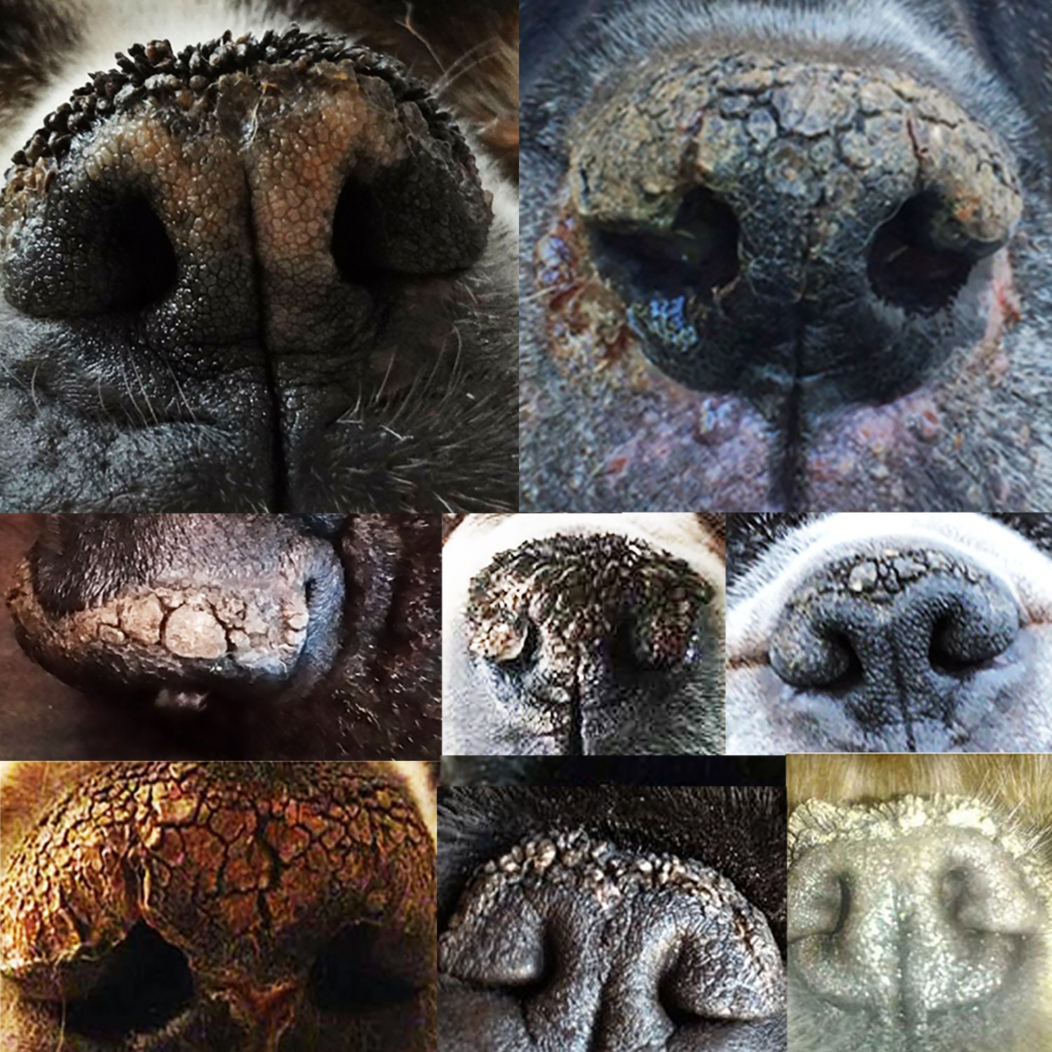 My dog's nose is dry hot sale and crusty