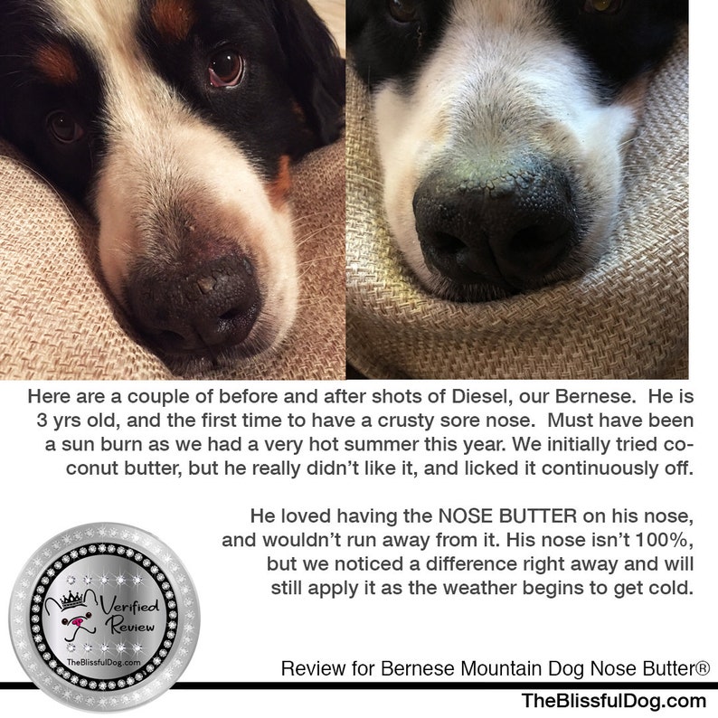 Bernese Mountain Dog Nose Butter® Handcrafted in Minnesota Using All Natural Balm for Crusty or Dry Dog Noses Tins & Tubes with Dog Label image 8