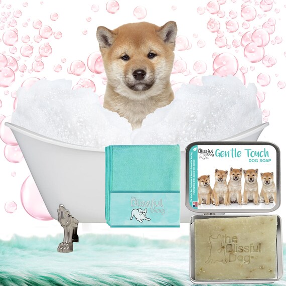 Hong Kongs First Shiba Café Opens In Causeway Bay