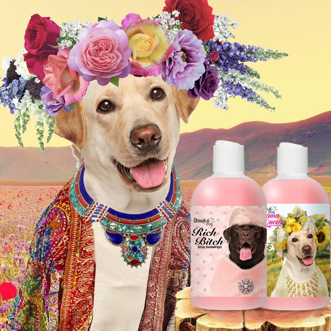 labrador dog shampoo