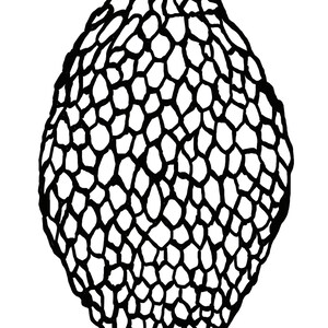 May include: A black and white illustration of a morel mushroom. The mushroom is oval-shaped with a textured, honeycomb-like surface. The image is a simple line drawing on a white background.