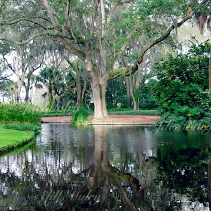 Reflection 8x10 Ceramic Tile Art - Bok Tower Gardens - Southern Oak trees with Spanish moss
