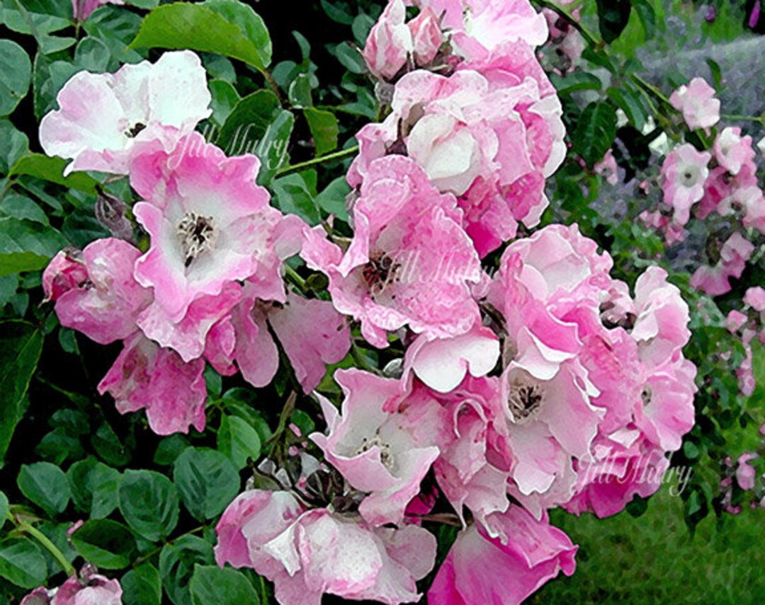 In the Pink Cape Cod Beach Roses 8x10 Mat Print - Etsy