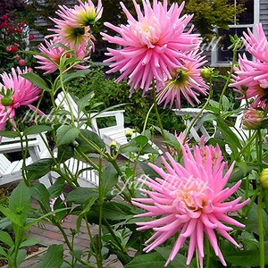 Pink Dahlias - 8x 10 Mat Print Pink Flowers Nantucket Island