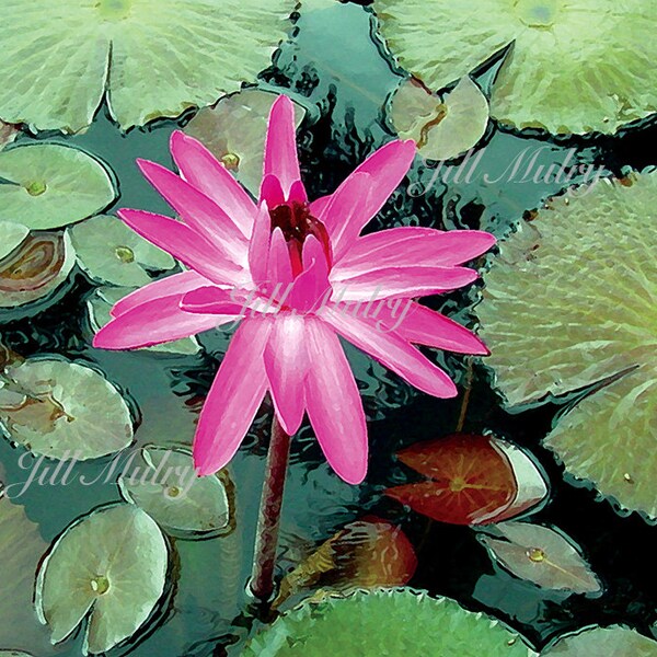 Night Blooming Lily - 8x10 Mat - Water Lilies - Maui Hawaii