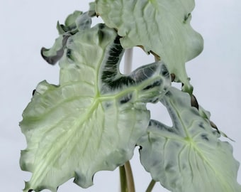 5 アロカシア シャントリエリ ピンク 斑入り 球根 珍しい 屋内 屋外