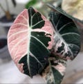 Alocasia Black Velvet Pink Variegated Planting Corms Indoor Outdoor Gardening product logo