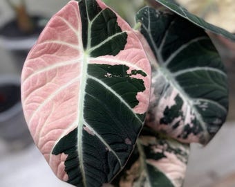 5 アロカシア シャントリエリ ピンク 斑入り 球根 珍しい 屋内 屋外