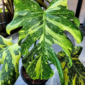 Monstera electro light - Etsy 日本