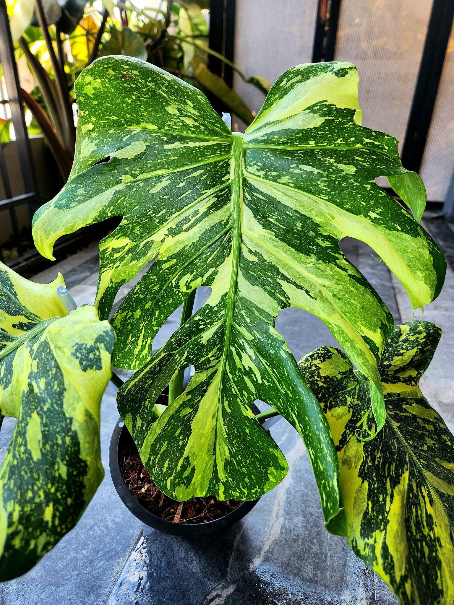 Monstera electro light - Etsy 日本