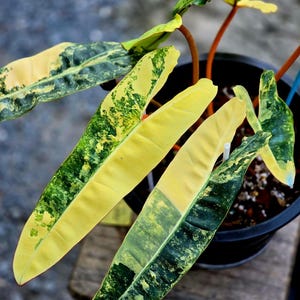 Philodendron atabapoense - Etsy 日本