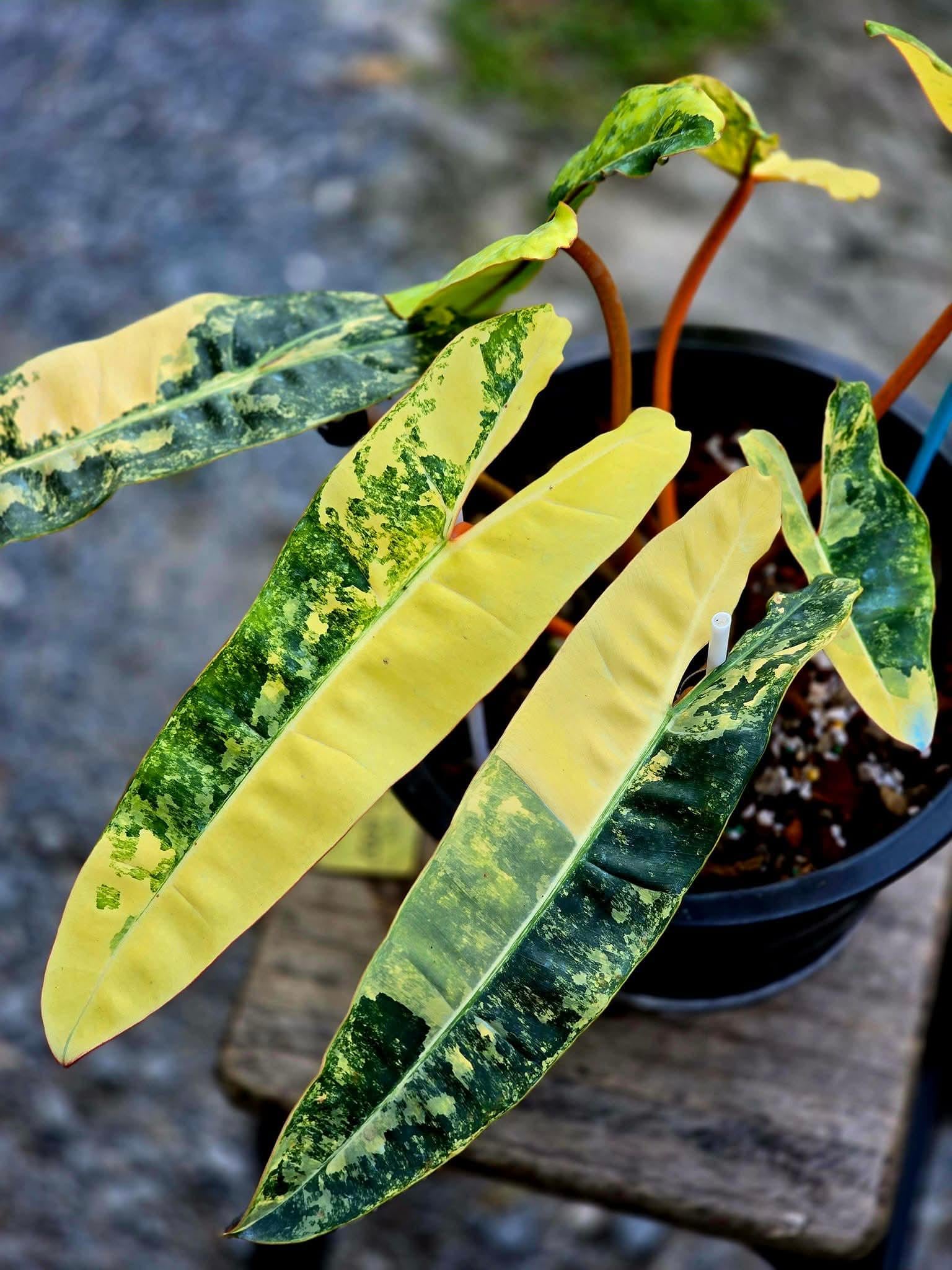 philodendron billietiae variegated