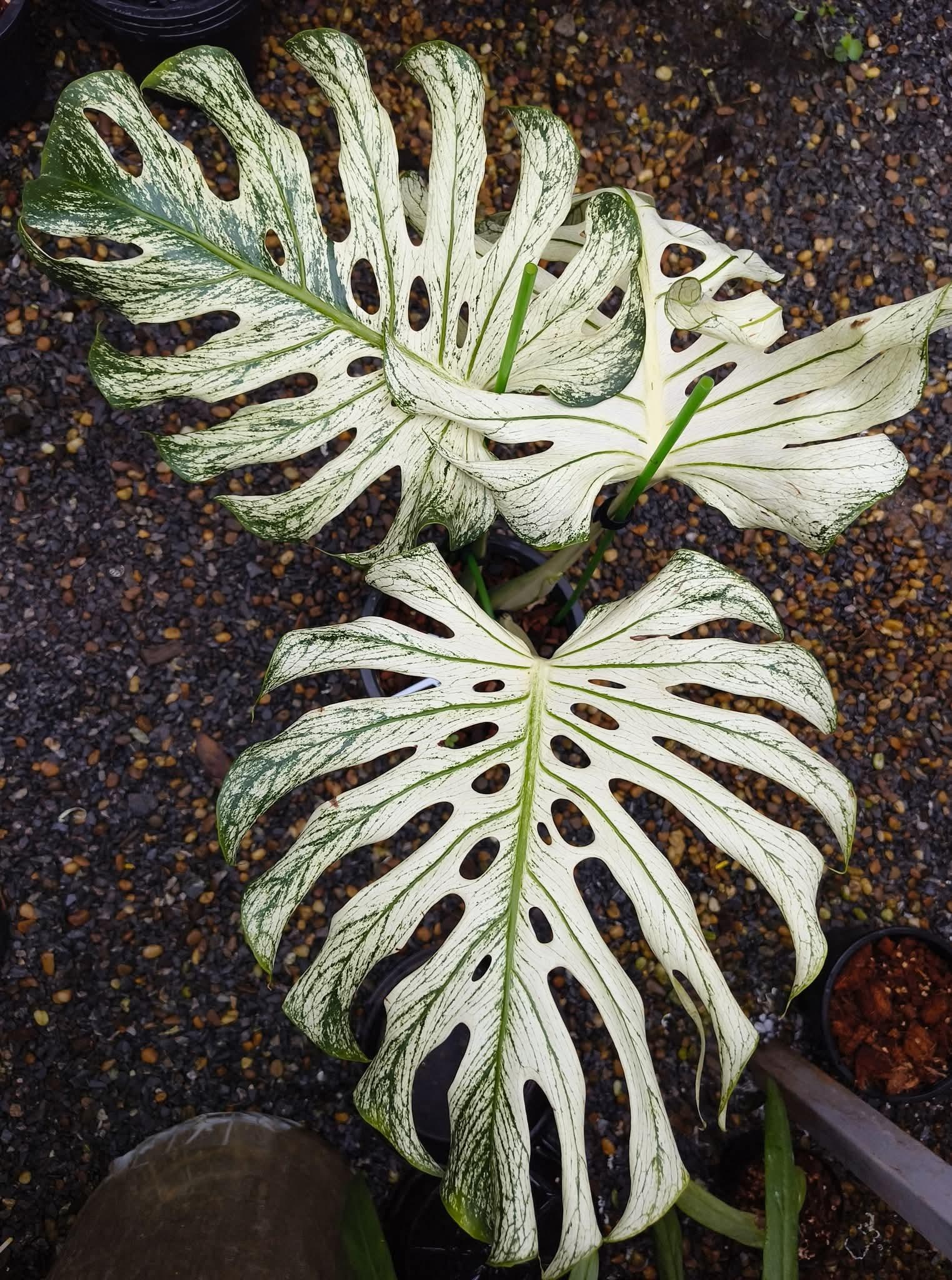 Monstera devil monster - Etsy 日本